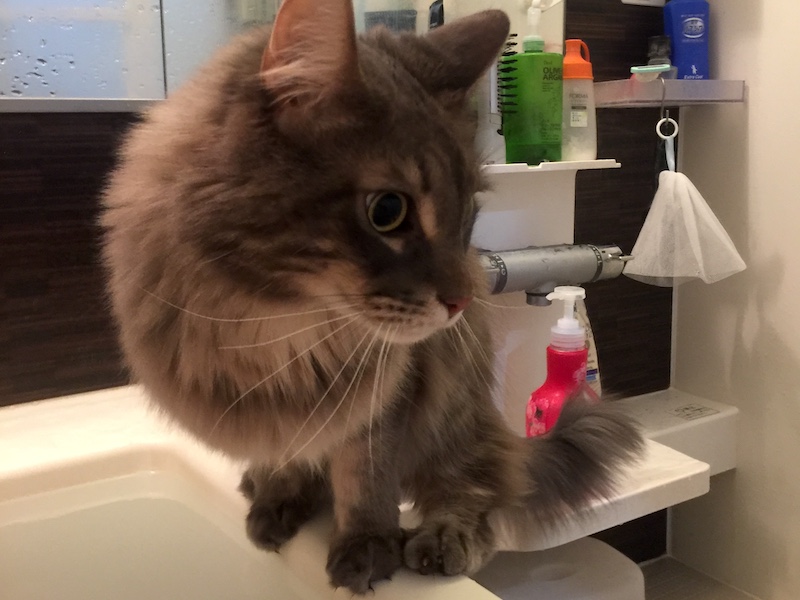 お風呂が好きな猫 嫌いな猫 ながいねこ