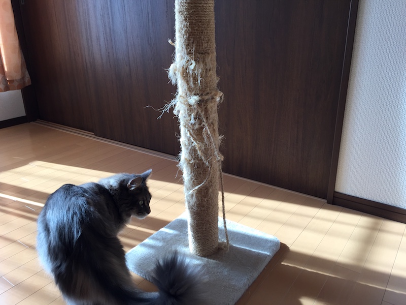 猫の爪とぎ】フラップ キャットスカイタワー Poleのレビュー | ながいねこ
